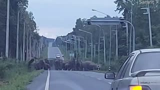 Herd of Elephants Have Right of Way