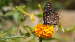 Wonderful beautiful butterfly on flower