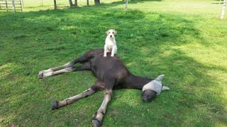 Terrier loves to sit on top of his new foal friend