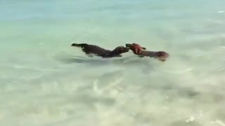 Dachshunds perform synchronized swimming at Australian beach