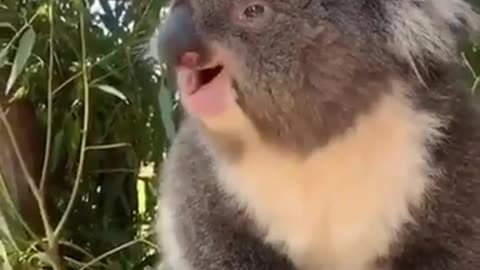 Koala happy to have been saved from Australian fires