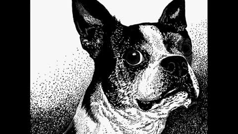 "Boston Style" - Boston Terrier, Scratchboard Drawing WIP