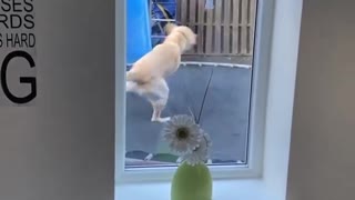 Dog Shows Boy How to Use the Trampoline