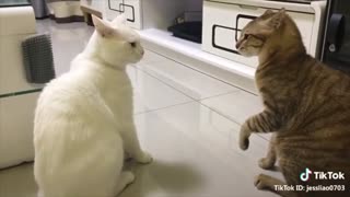 Talking Cats! These Cats Can Speak English - Funny video