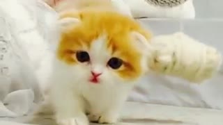 Cute Cat | Video