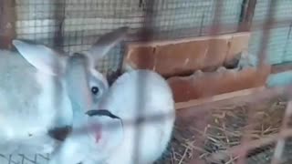 Hybrid rabbit's watch🐰🐇😍😱