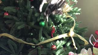 Curious Cat Has Trouble Descending Christmas Tree