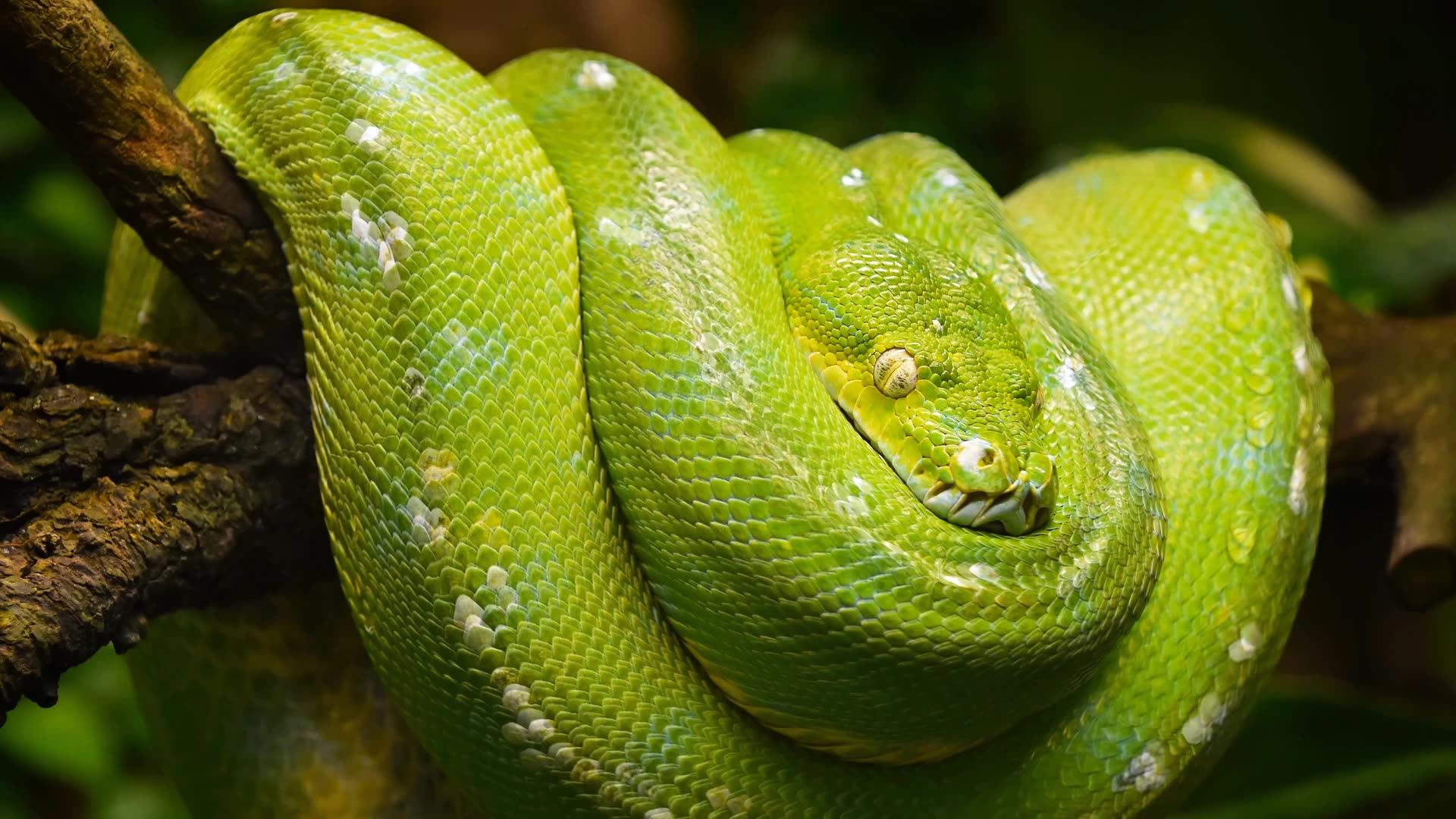 what-dreams-about-snakes-mean-and-how-to-interpret-them-learning-mind