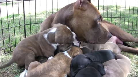 Pit Bull Growls and Snaps at Her Puppies