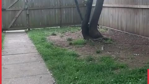 Dogs and they jumping Skills