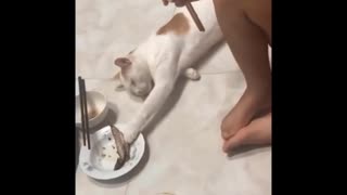 Smart sneaky cat steals fish