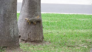 Playing squirrel