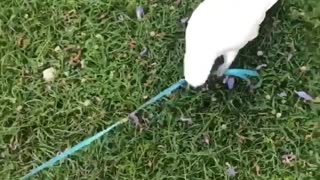 Cockatoo Takes Chihuahua for a Walk