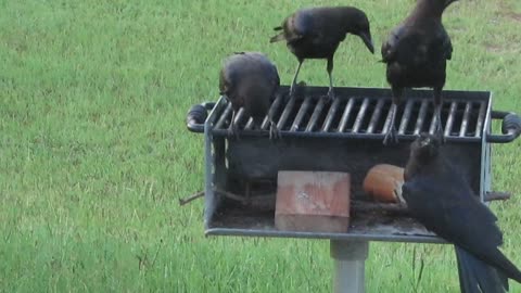 Breakfast with the Crows