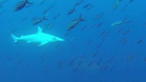 First ever albino Galapagos shark captured on video at Wolf Island