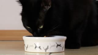 black cat eating a snack
