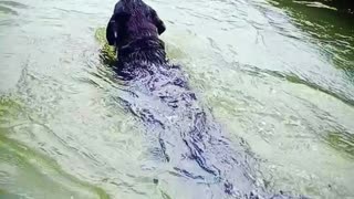 Dog Swimming Funny