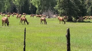 Beautiful Elk
