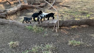 Baby Goats play