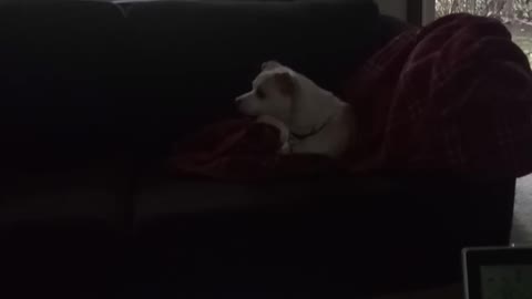 Dog enjoys animal videos