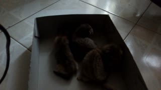 3 Little kittens