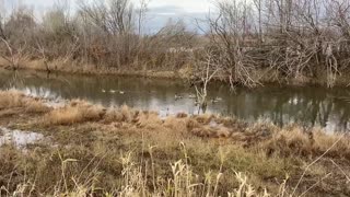 wild Ducks Swimming relaxing in beautiful BC Canada calming music
