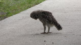 Young barred owl plays with a caterpillar