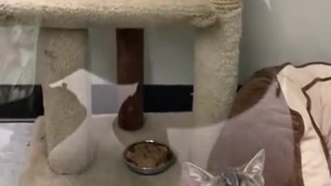 Kittens Jump On Each Other whenSeeing Woman Outside Pet Shop