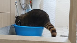 Clever pet raccoon turns the water on all by himself