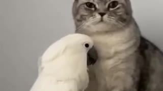 Parrot playing with a cat