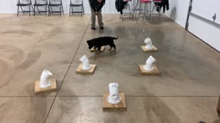 K9 Puppy in Training
