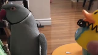 Funny parrot plays with his rubber ducky