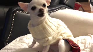 Adorable Rescue Chihuahua Howls for Attention