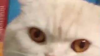 Cat video mrr