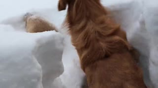 Golden Retriever Brothers Bamboozled by Large Snowfall