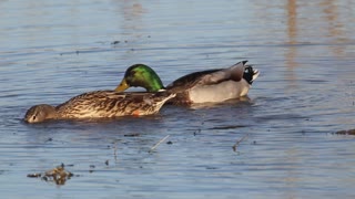 A pair of Mallard ducks in the Missouri River in West Alton, Missouri