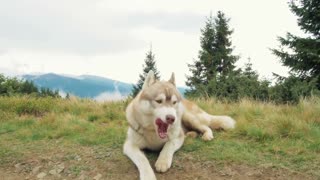 Dog Husky on mountain