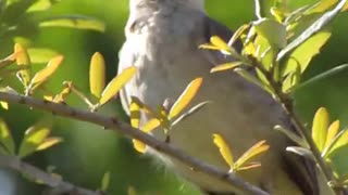 Singing Mockingbird