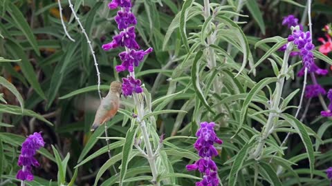 Allen's Hummingbird feeds on Mexican Sage plant