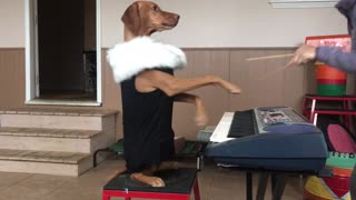 Dog Gives Precious Piano Performance