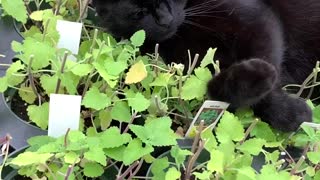 A Cute Cat Sleeping On Plants
