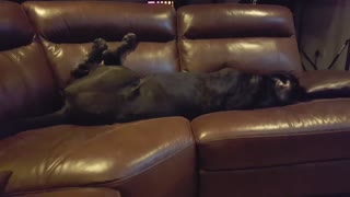 Big dog kicks wildly during intense dream