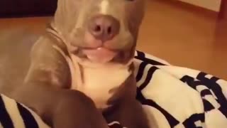 funny dogy compilationn video