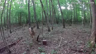 Bucks feeding