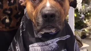 Pit Bulls hilariously joins owner for haircut session