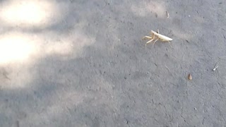 Praying Mantis praying mantis