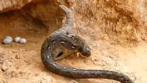 Snake Attack Komodo Dragon