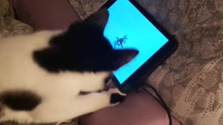 Cat learns to hunt spiders on tablet game