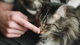 cute cat playing with finger