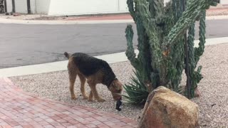 Dog and Coyote Make Perfect Play Pals